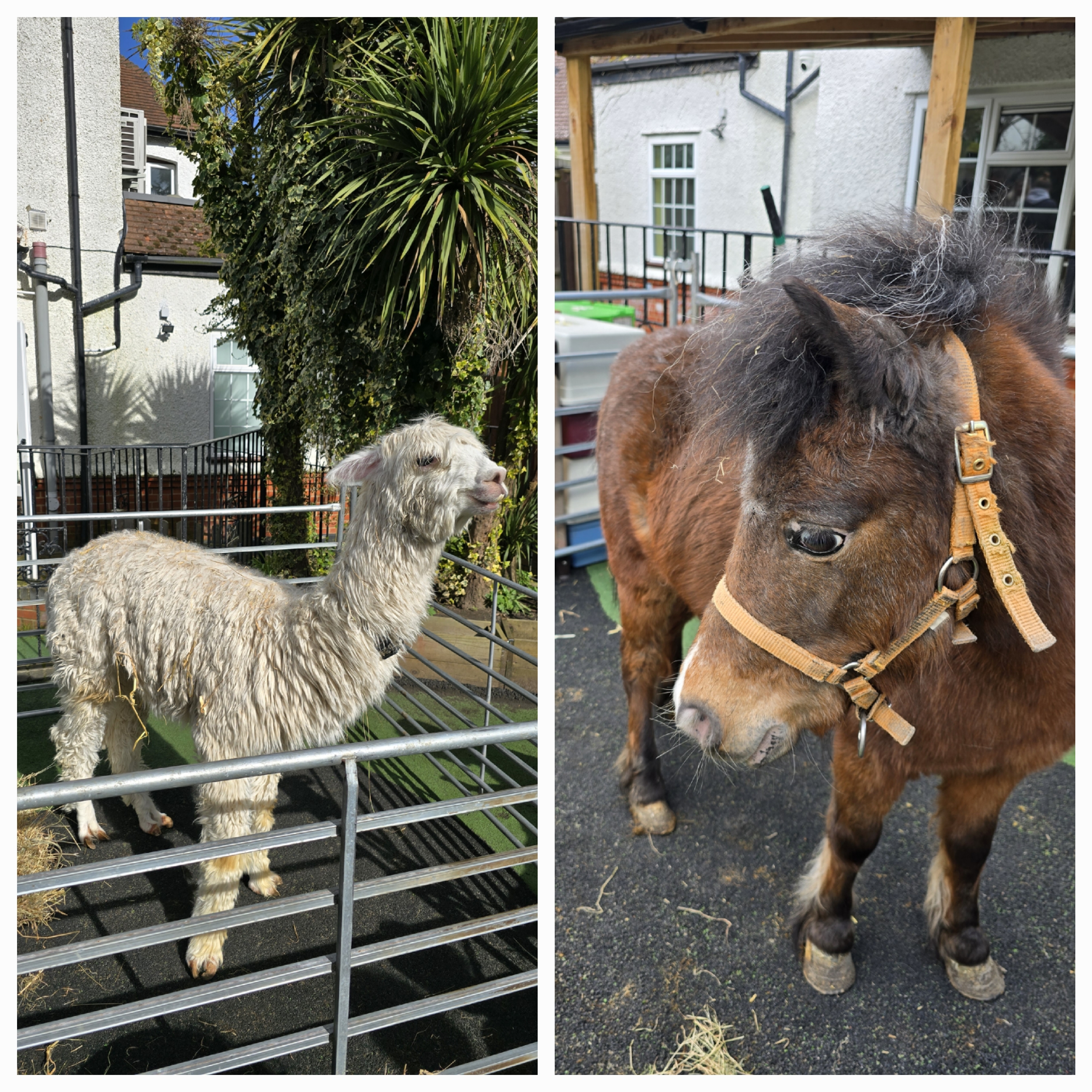 Family Farm Fun at Banana Moon Bromley